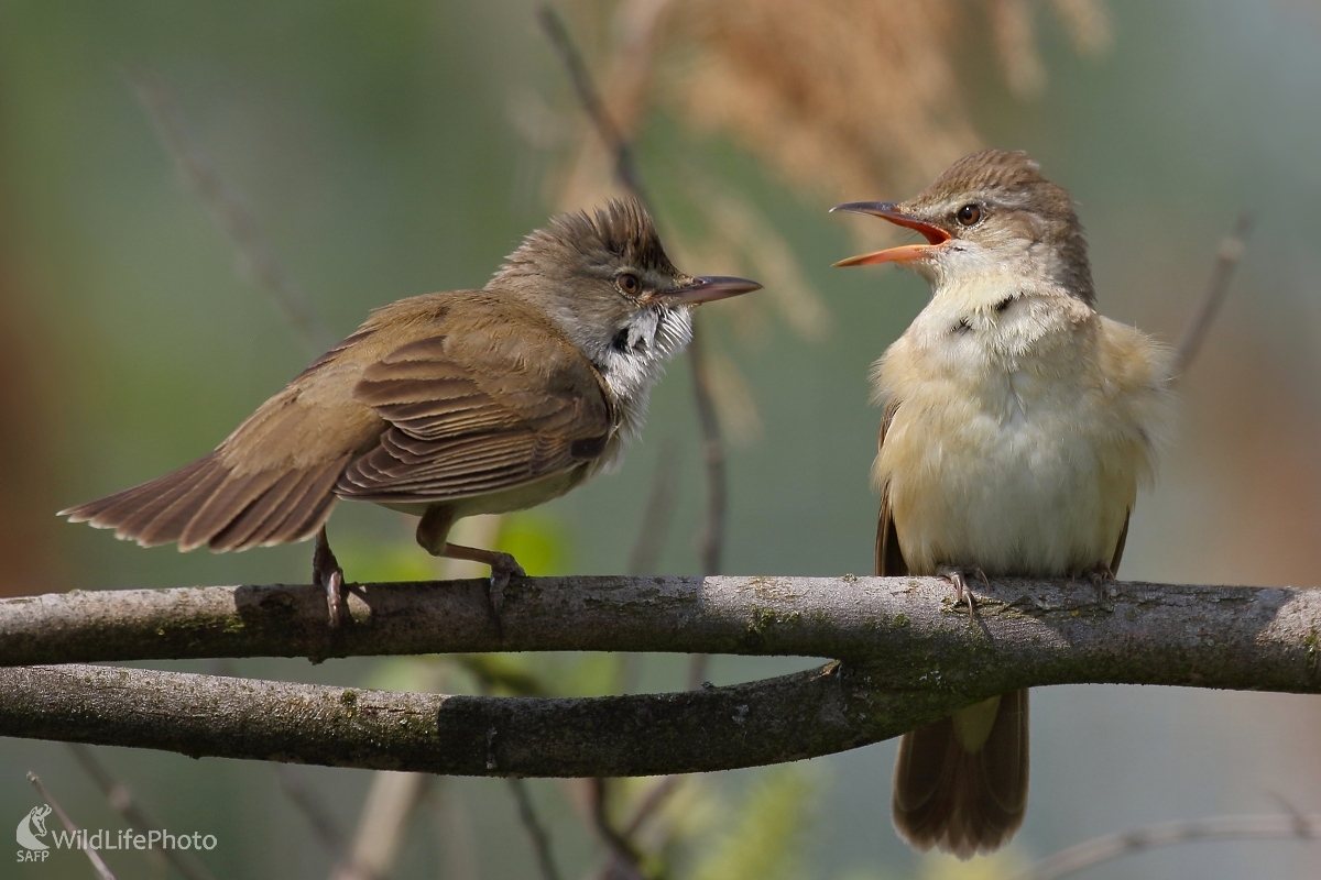 Dvorenie trsteniarikov (Vladimír Michalec)