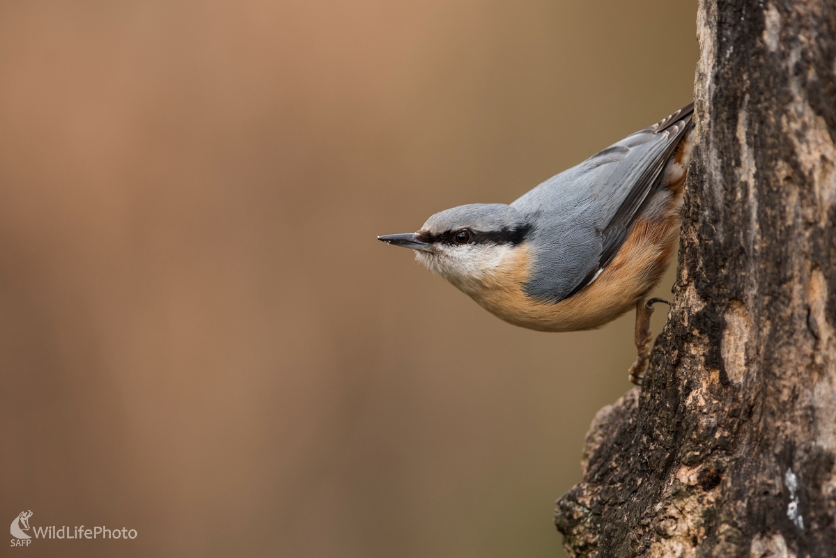 Brhlík (Ľubomír Ondráško)