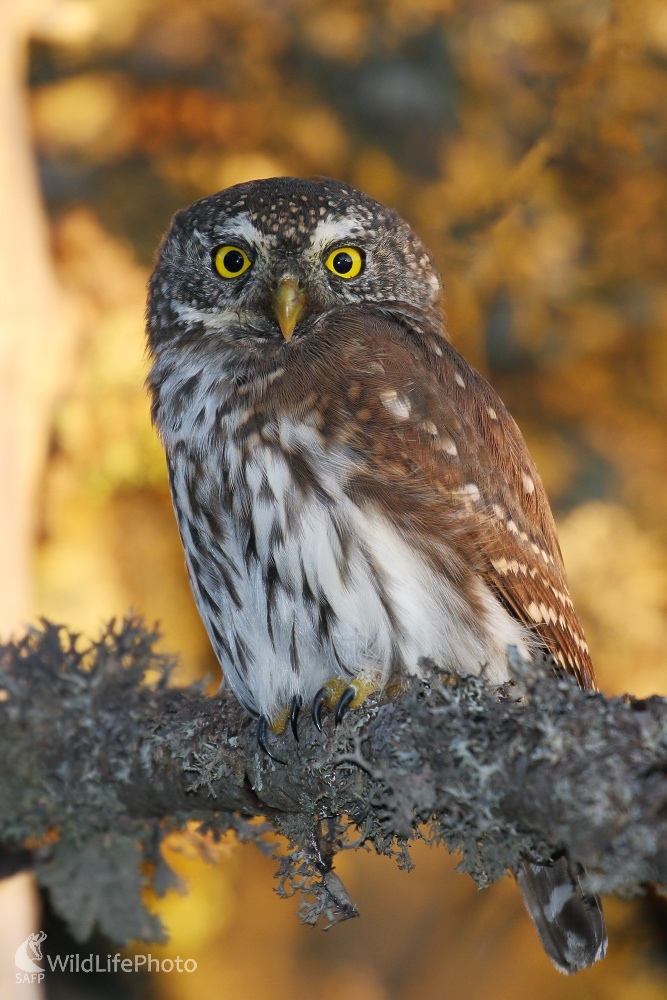 Uhrančivý pohľad (Vladimír Michalec)
