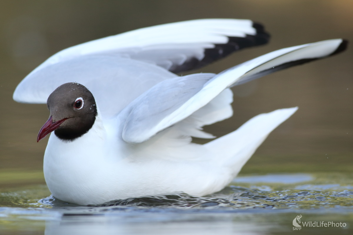 Elegancia (Jaroslav Šubjak)