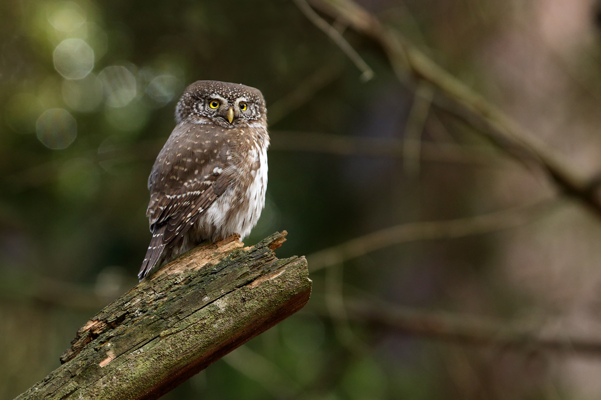 Vrecková sova (Michal Stoklasa)