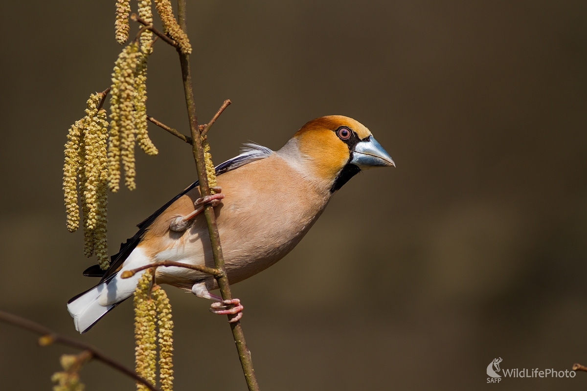 Glezg na jar (Ladislav Dzivjak)