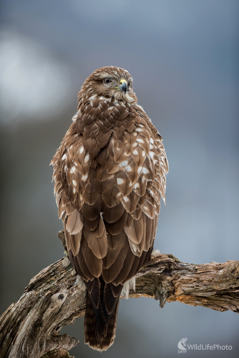 Postrach myší (Ľubomír Ondráško)