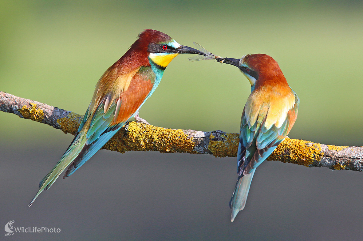 Včelárik zlatý - dvorenie (Dominik Kalata)