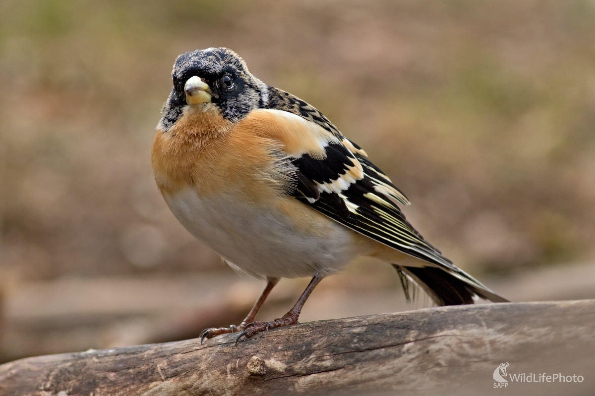 Pinka severská (Fringilla montifringilla) (Maroš Detko)