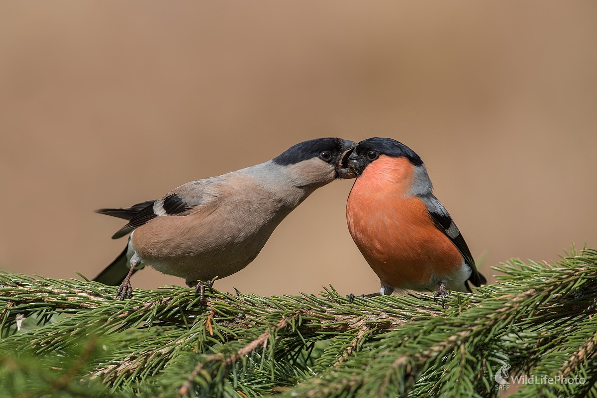 Drž zobák!  (Ľubomír Ondráško)