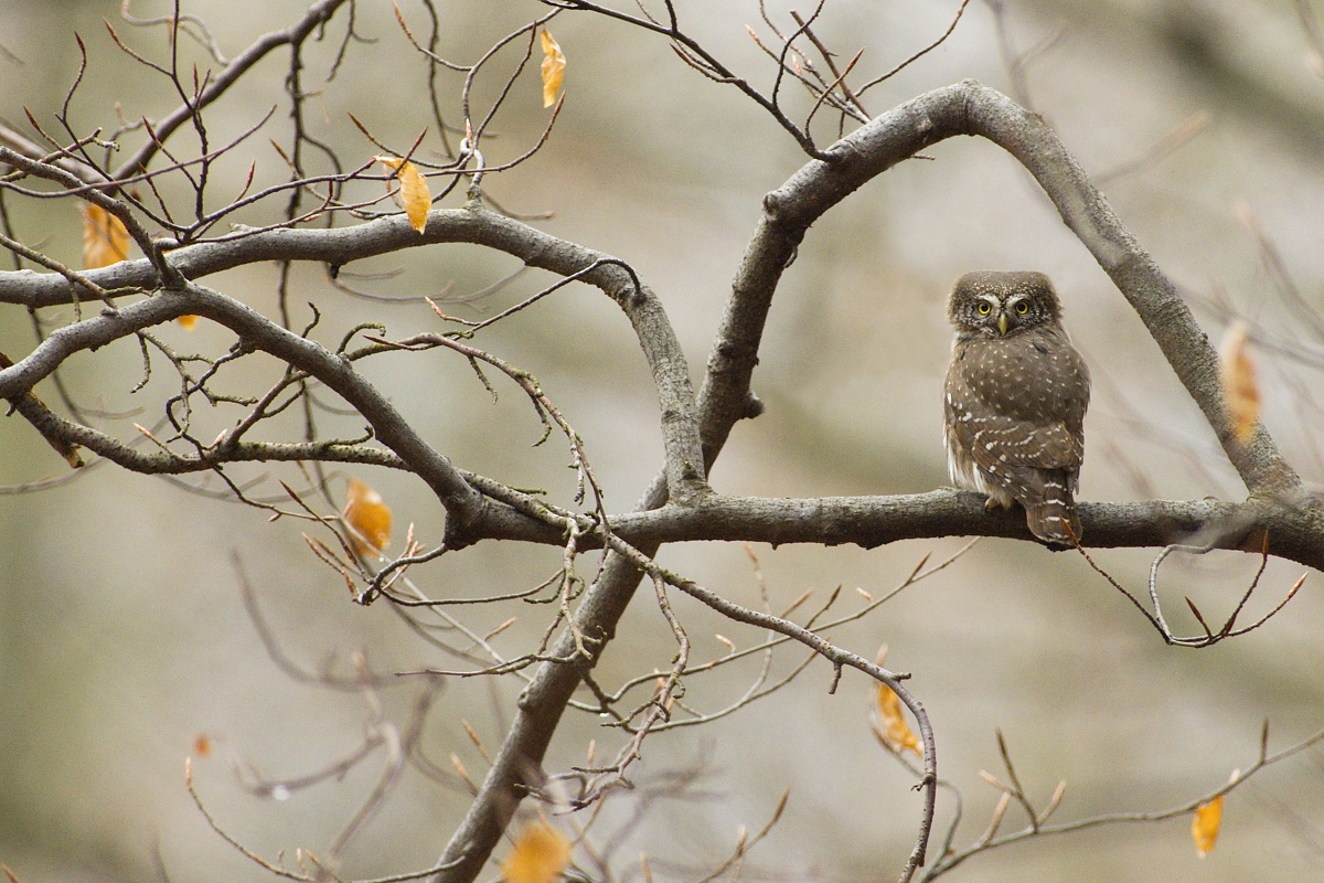 ... strážca brány ...  (Dušan Majerník)