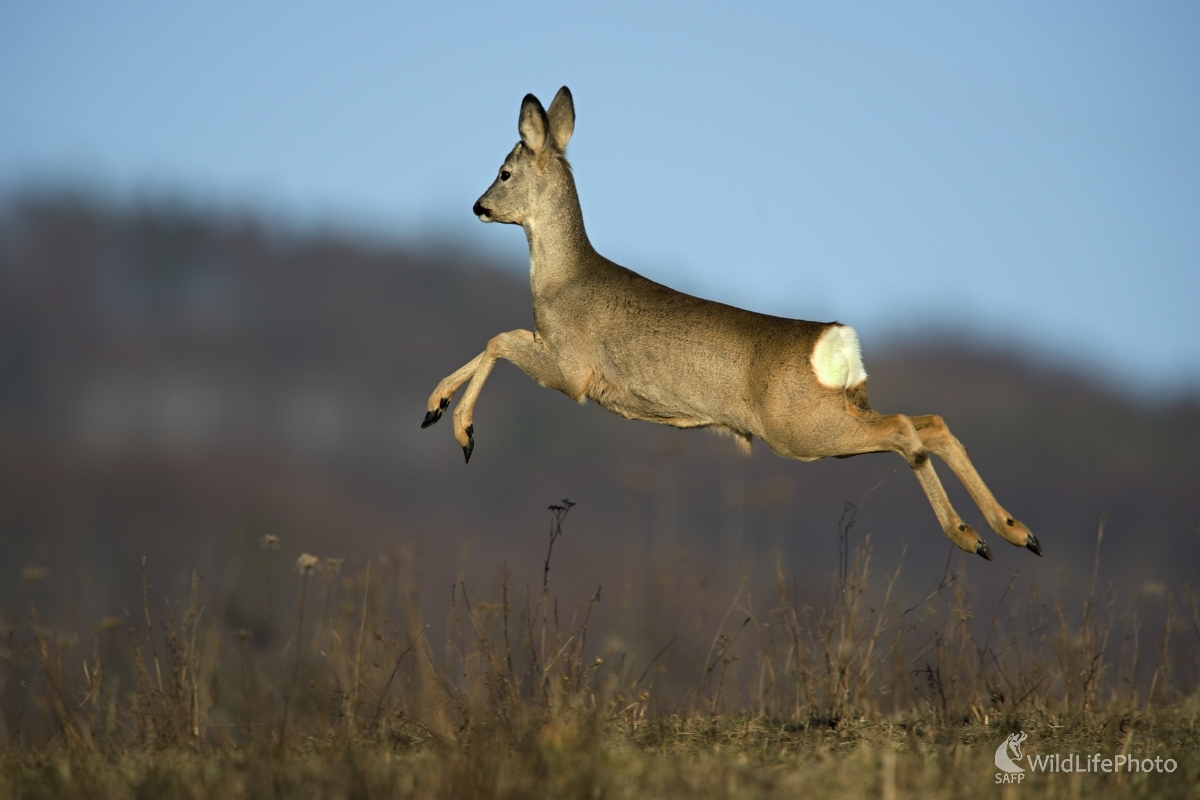 Do výšky aj do diaľky (František Hromada)