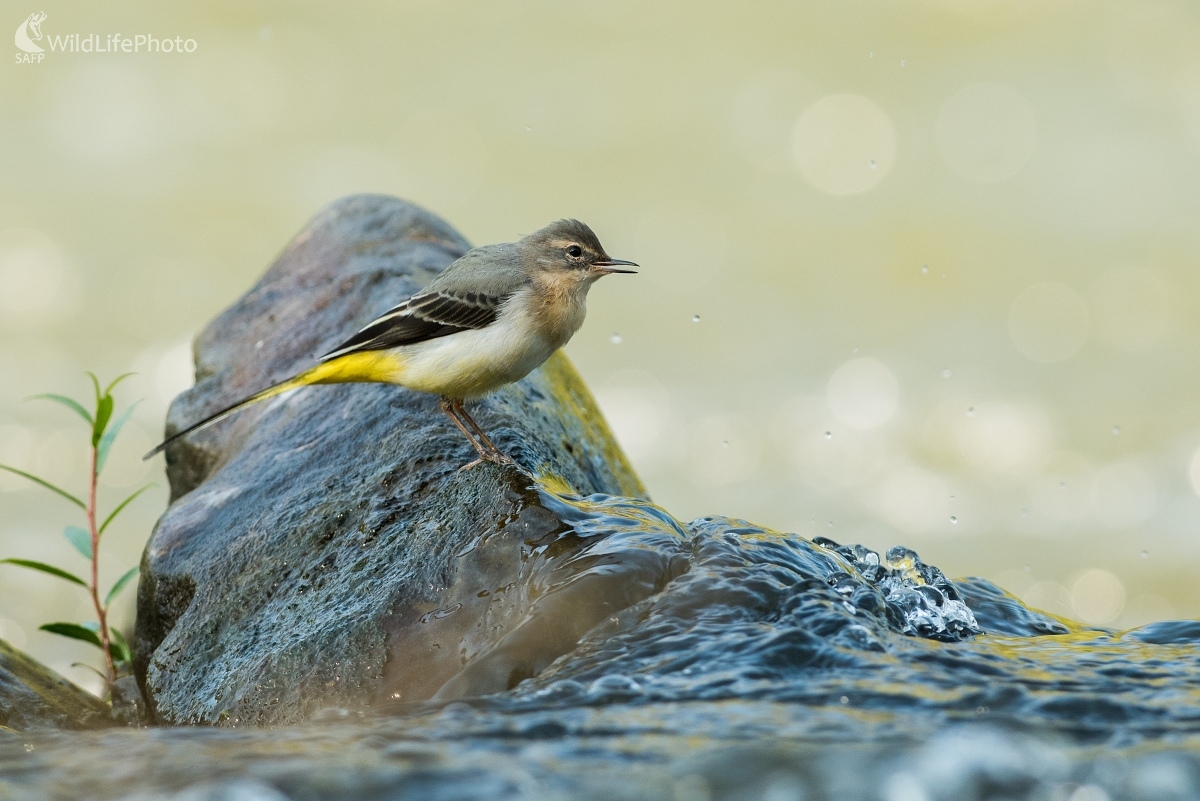 Trasochvost (Ľubomír Ondráško)