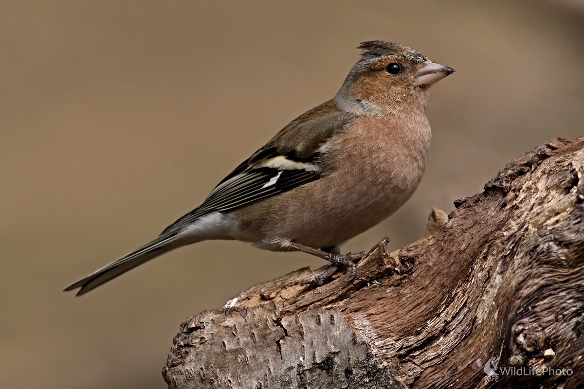 Pinka lesná (Fringilla coelebs) (Maroš Detko)