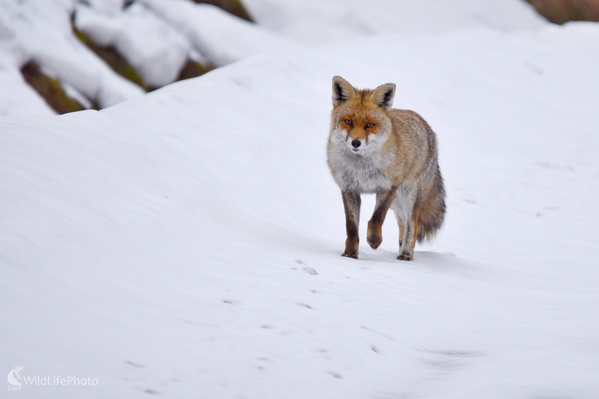 Za zvukom (Milan Čierny)