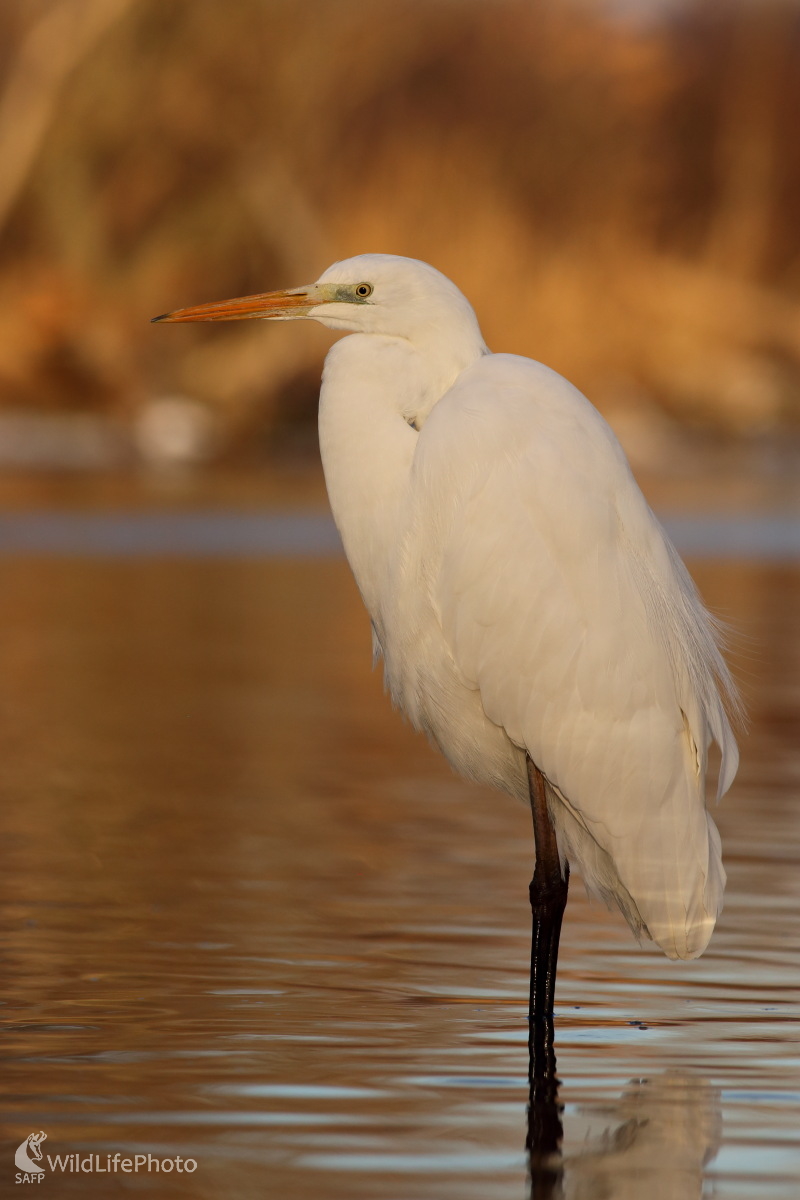 Odpočinok (Jaroslav Šubjak)