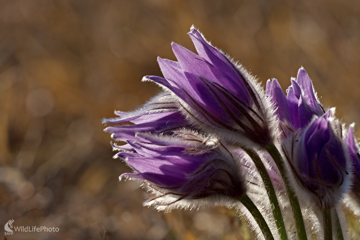Poniklec  slovenský (Maroš Detko)