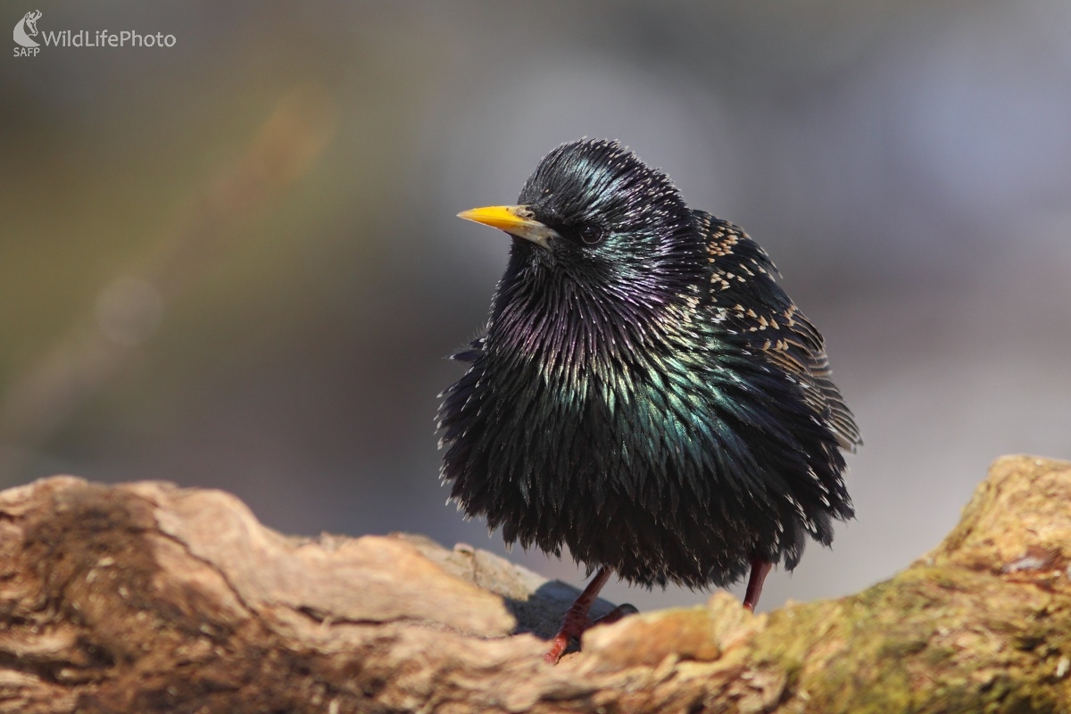 Čierny drahokam (Vladimír Michalec)