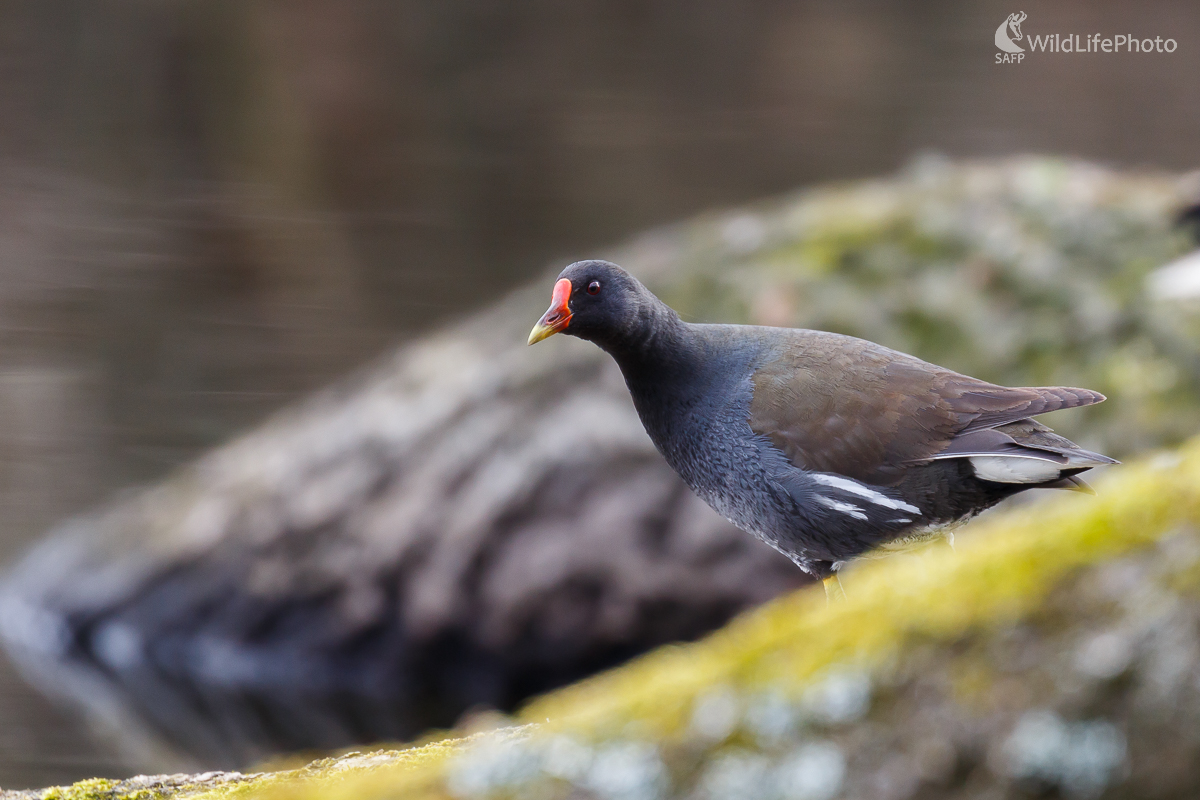 sliepočka vodná (Gallinula chloropus)  (Jaroslav Praženka)