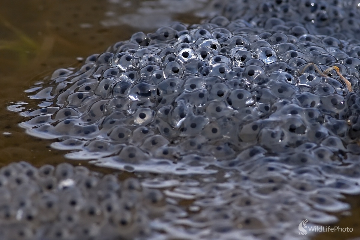 Skokan hnedý (Maroš Detko)