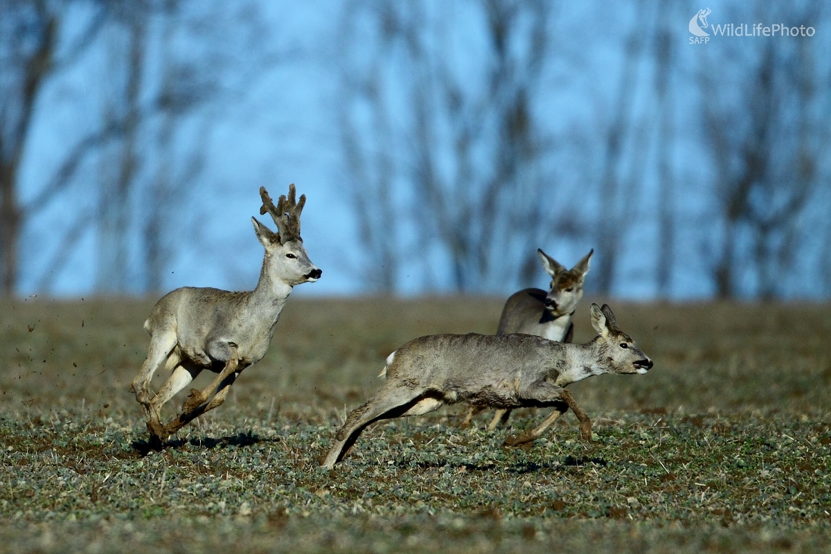 Keď prichádza jar (Vladimír Vician)