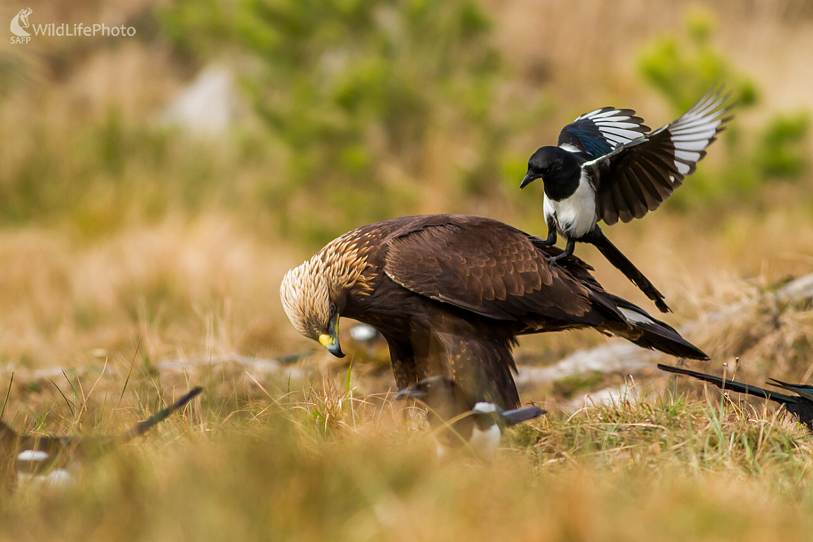 Drzá straka (Ladislav Dzivjak)