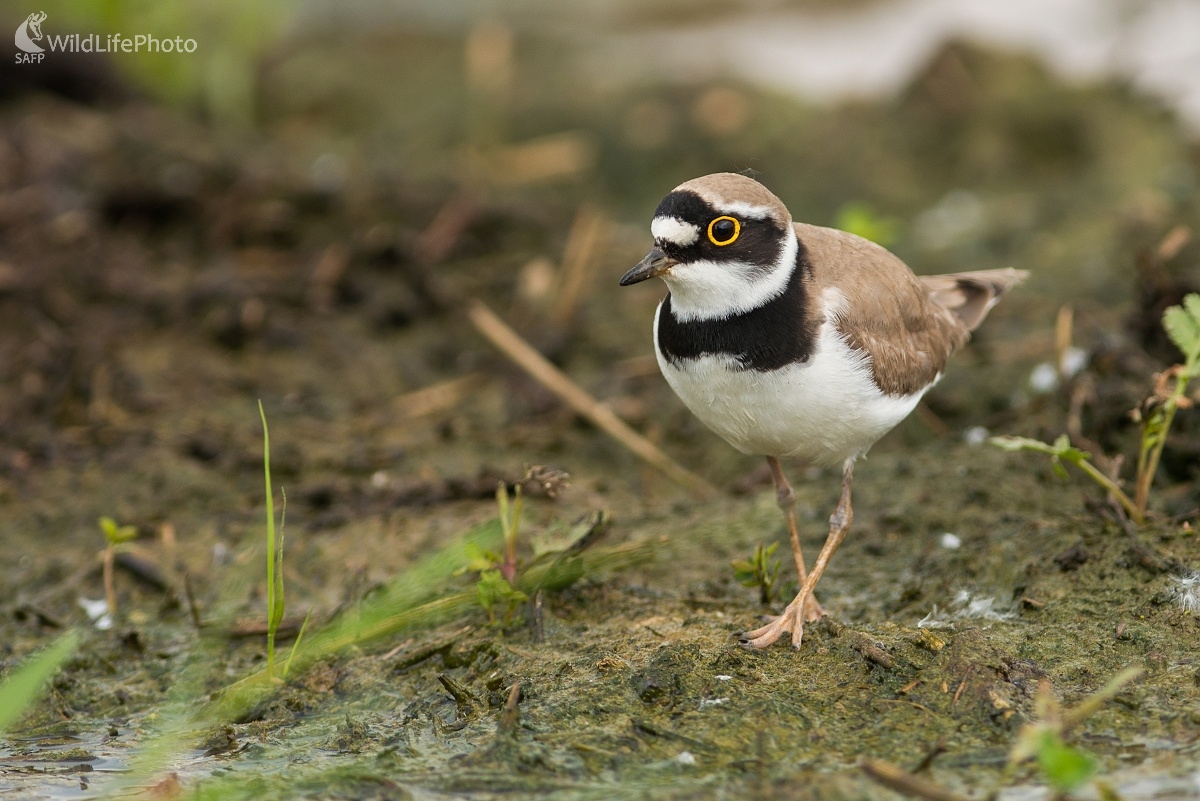Kulík (Ľubomír Ondráško)