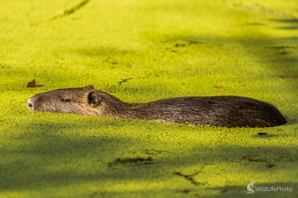 Nutria riečna (Myocastor coypus) (Jaroslav Praženka)