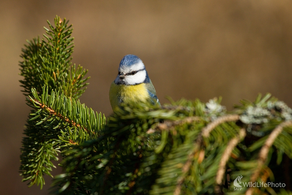 ...sýkorka belasá... (Milan Fuňák)