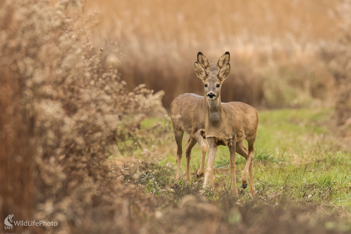 Srnec lesný (Capreolus capreolus) (Jaroslav Praženka)
