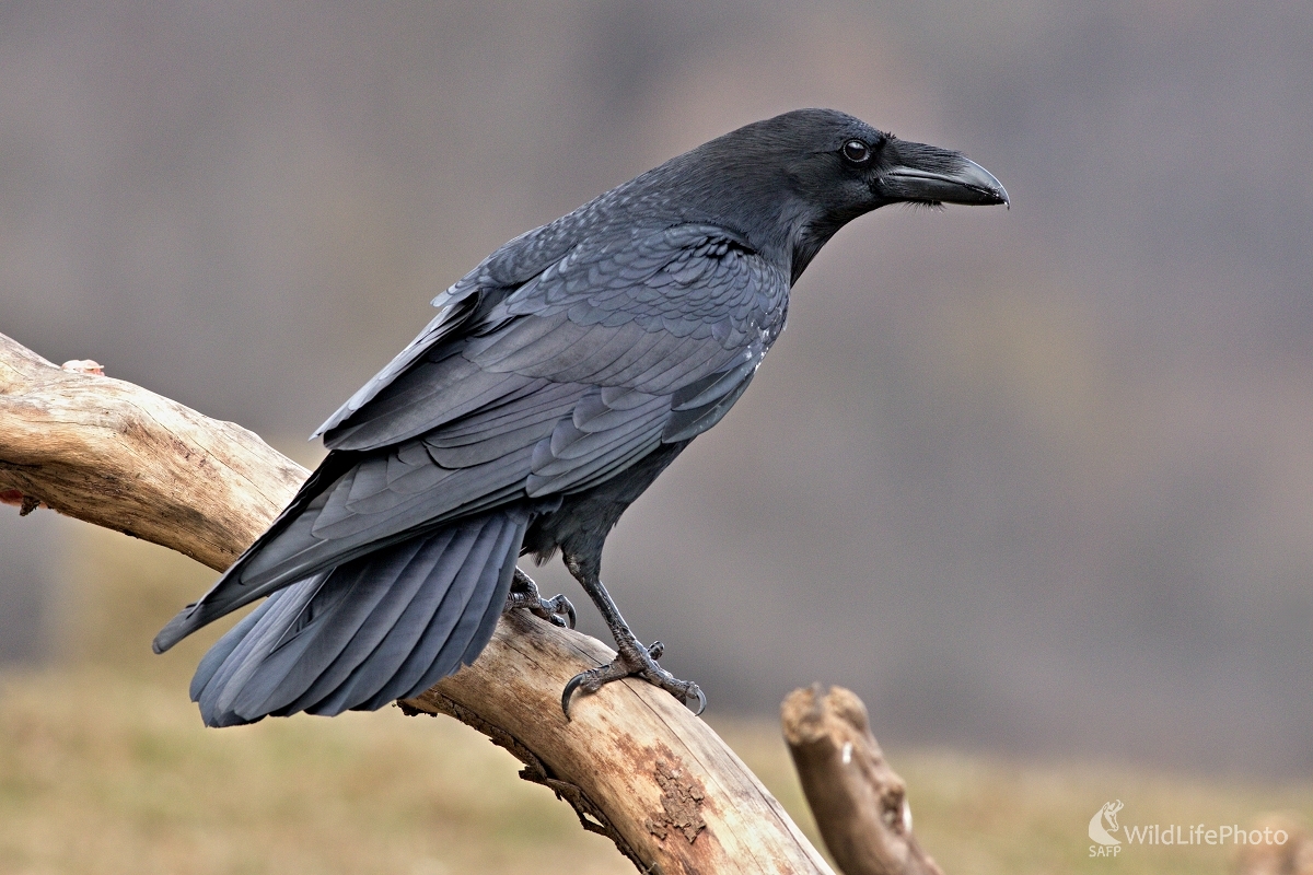 Krkavec čierny(Corvus corax) (Maroš Detko)