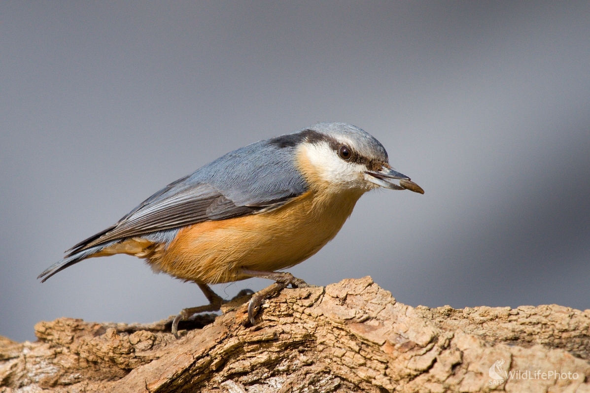 Brhlík obyčajný (Milan Fuňák)