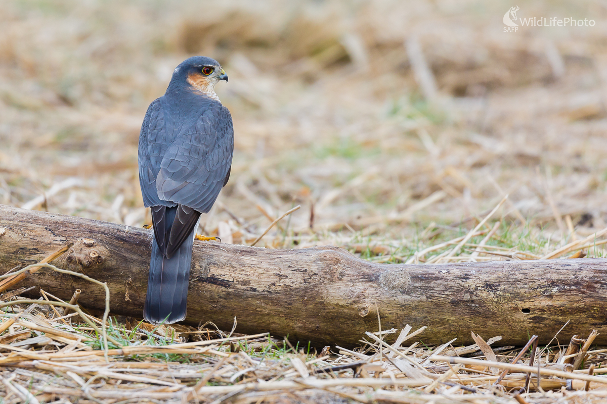 jastrab krahulec (Accipiter nisus) (Jaroslav Praženka)