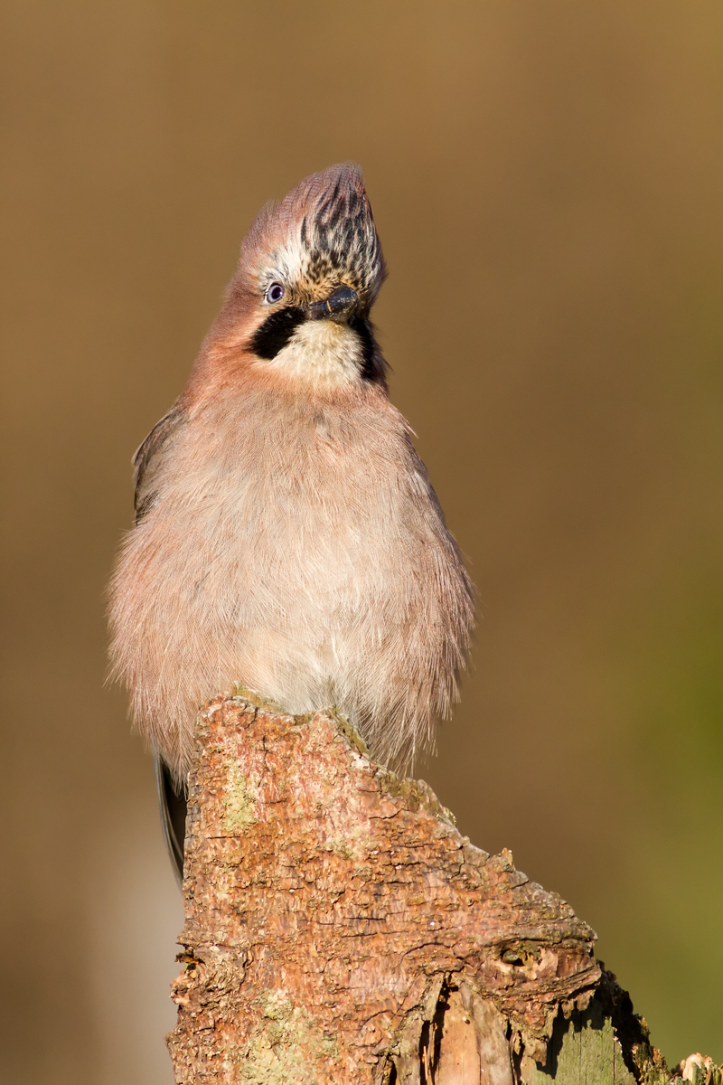 Punker... (Michal Stoklasa)