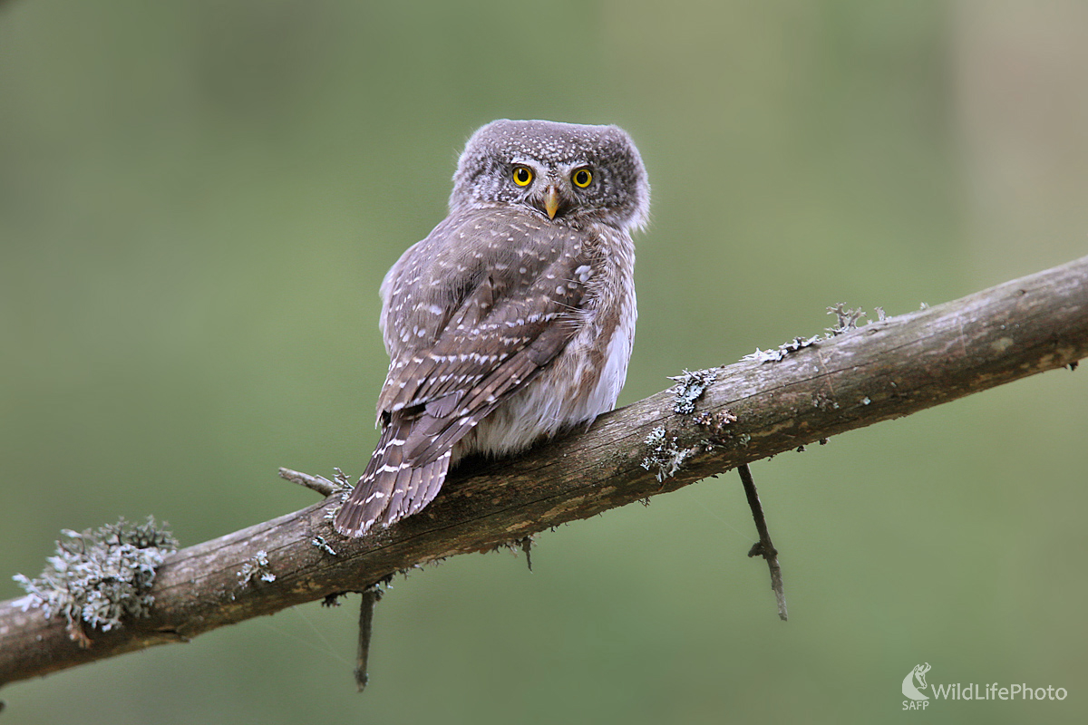 Kuvičok vrabčí (Dominik Kalata)