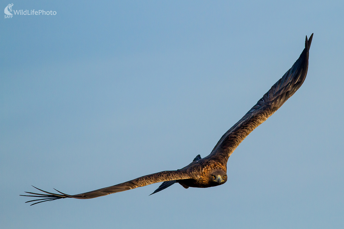 Orol Skalný (Ladislav Dzivjak)