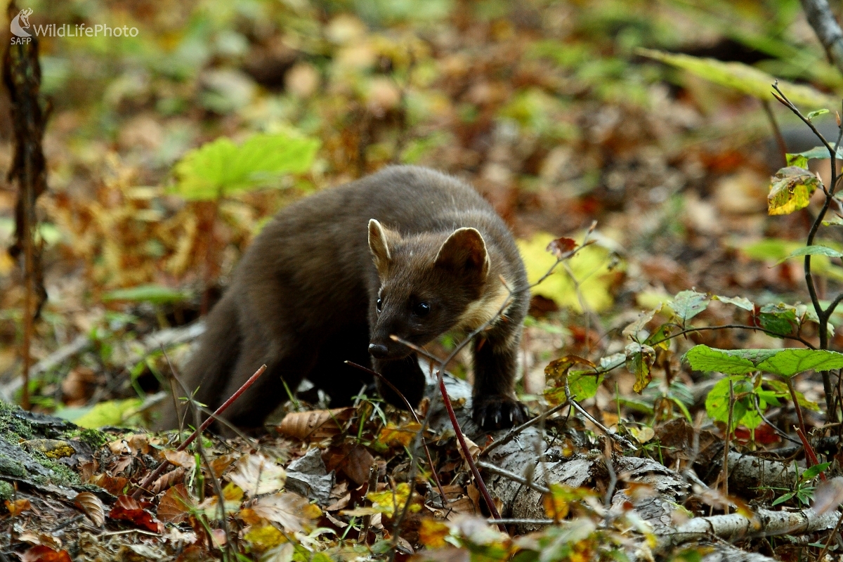 Kuna (Vladimír Vician)