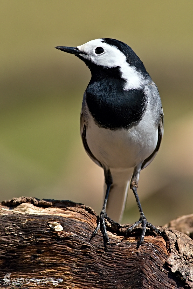 Trasochvost biely(Motacilla alba) (Maroš Detko)