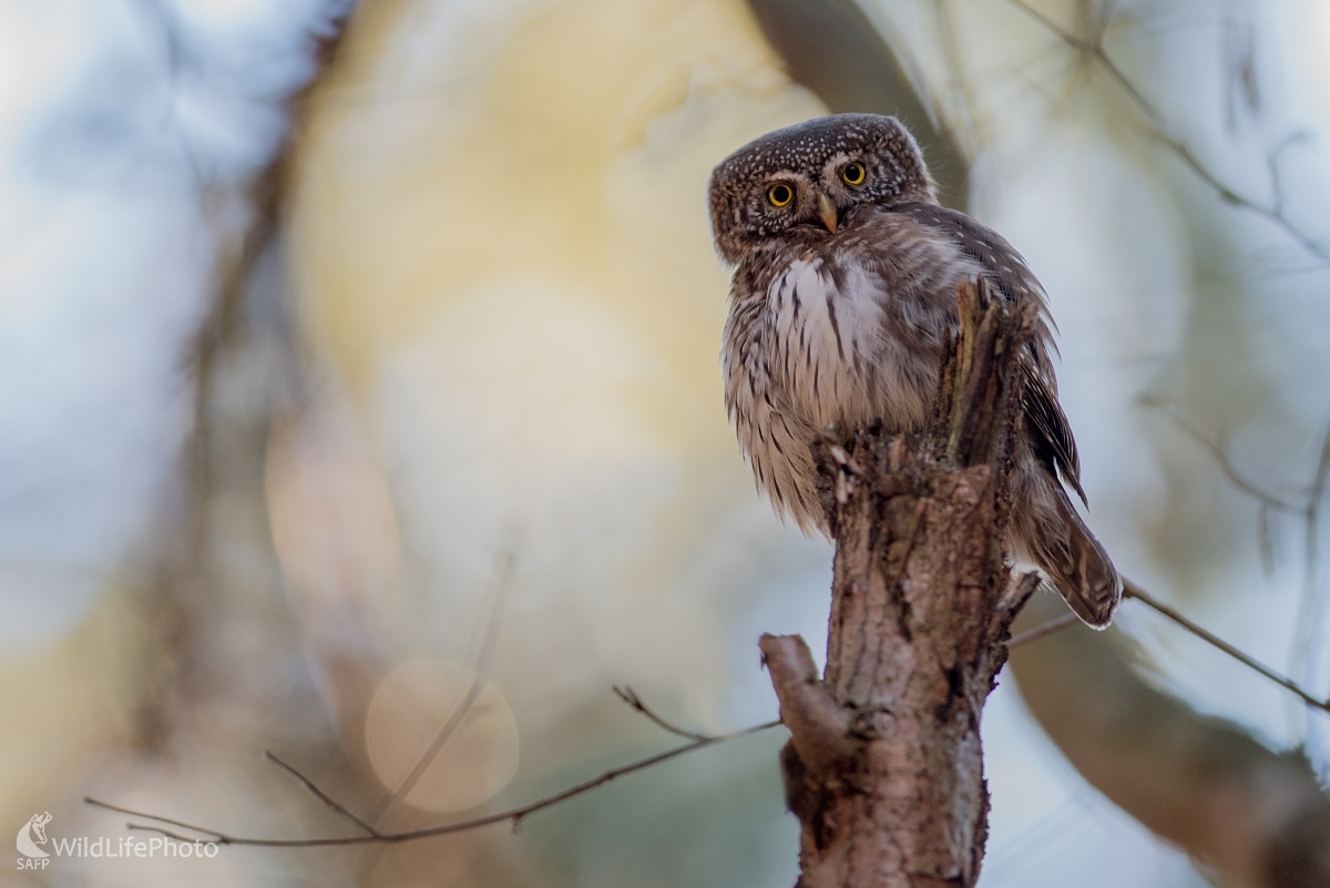 Kuvičok (Ľubomír Ondráško)
