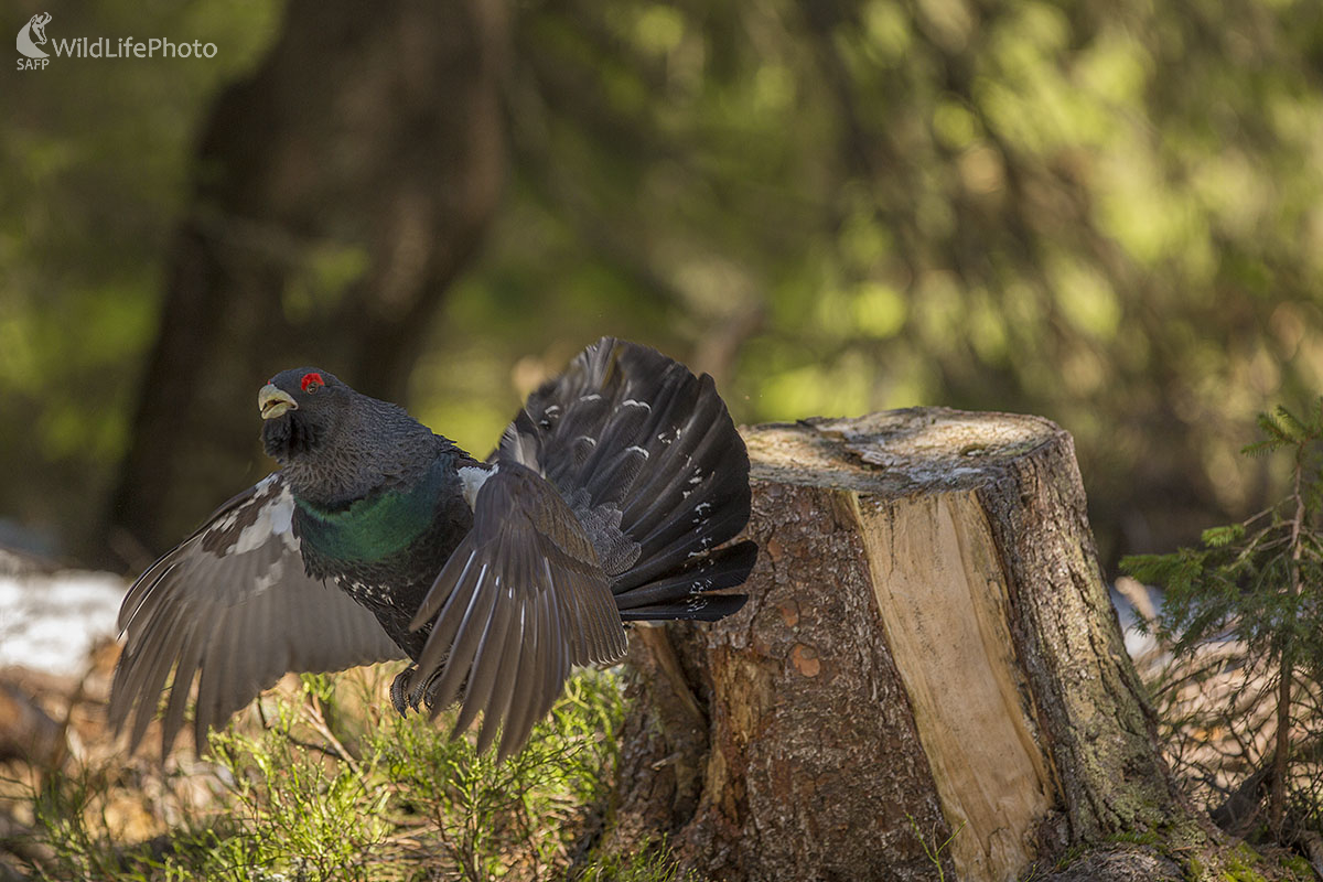 Hlucháň (Ivan Godál)