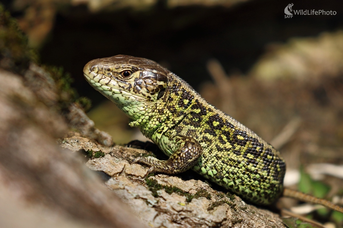 Jašterica krátkohlavá (Vladimír Michalec)