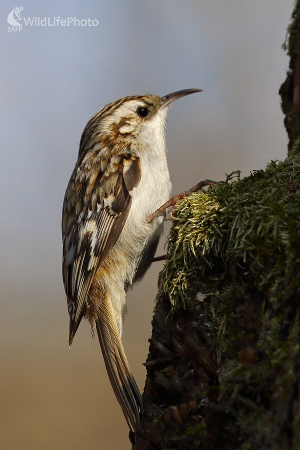 Kôrovník dlhoprstý (Vladimír Michalec)