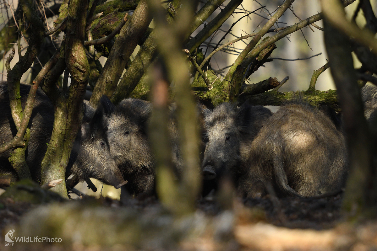 Súrodenci lesnej spleti (Marian Zelina)
