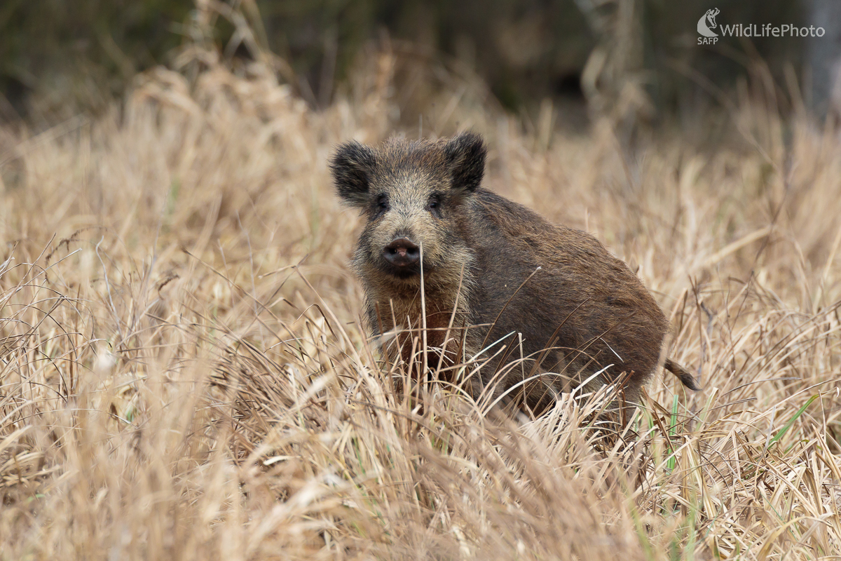 Diviak lesný (Sus scrofa) (Jaroslav Praženka)