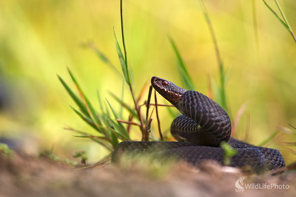 Vretenica severná(Vipera berus) (Michal Lučanský)