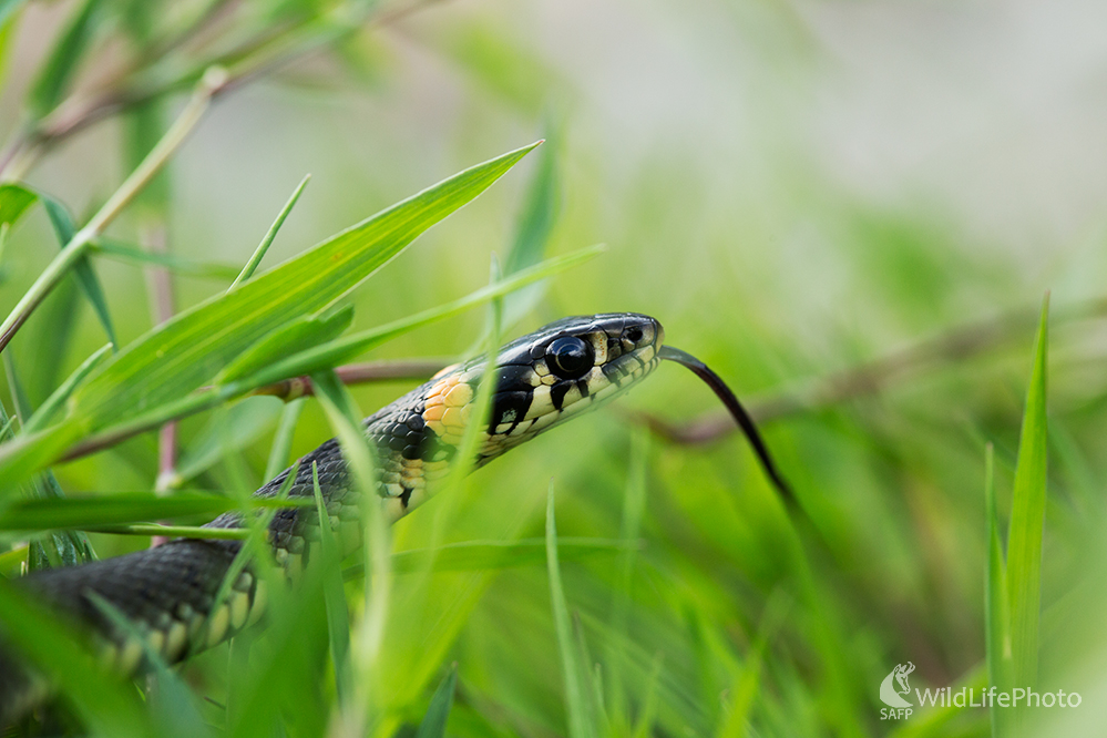Užovka obojková (Natrix natrix) (Michal Lučanský)