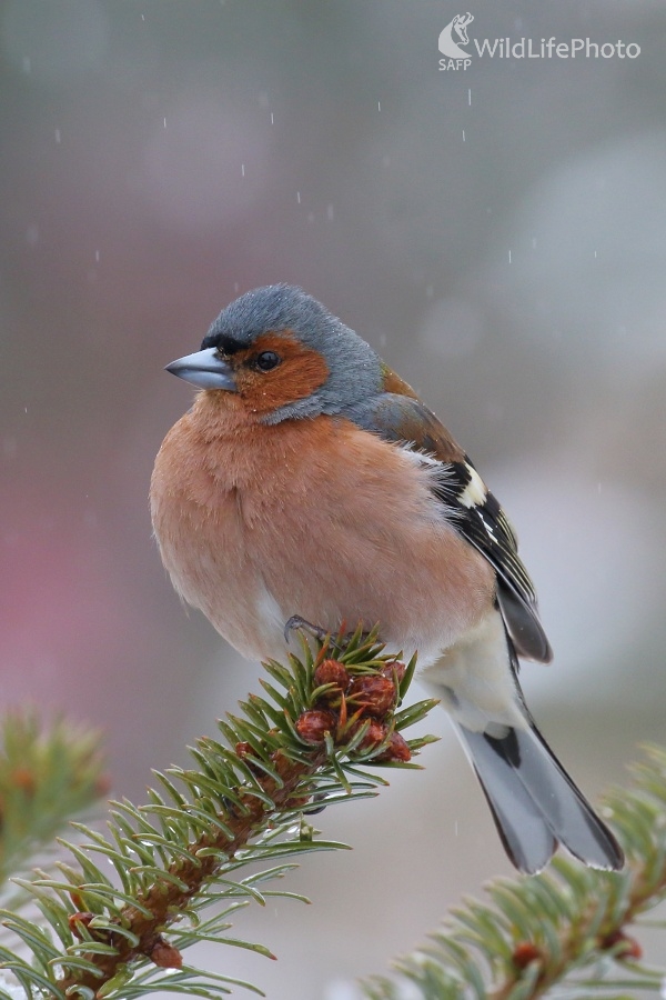 Pinka (Vladimír Michalec)