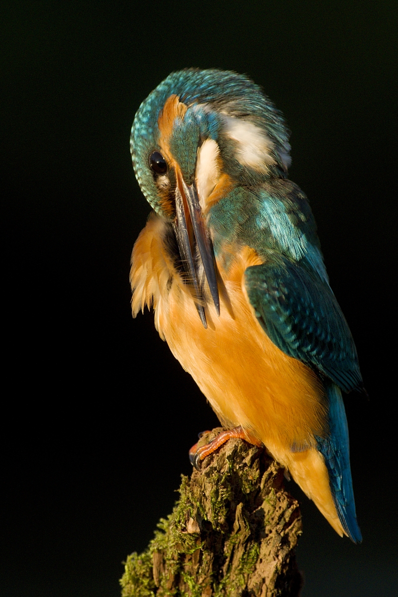 ... večerná očista ... (Dušan Majerník)