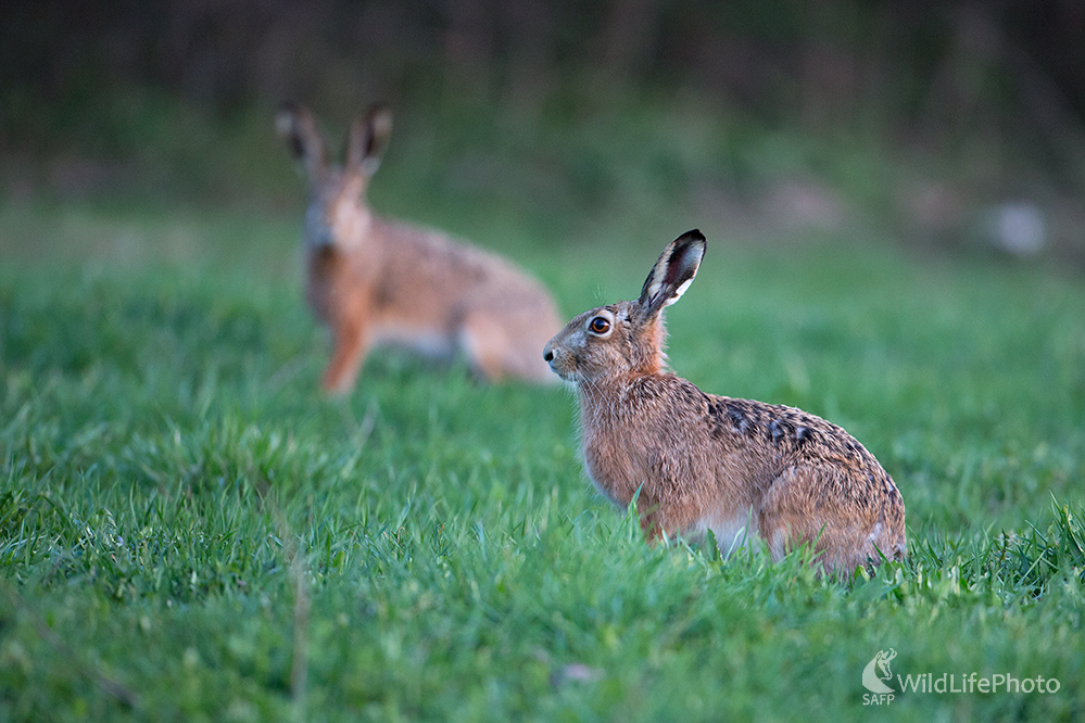 Zajac poľný(lepus europaeus) (Michal Lučanský)