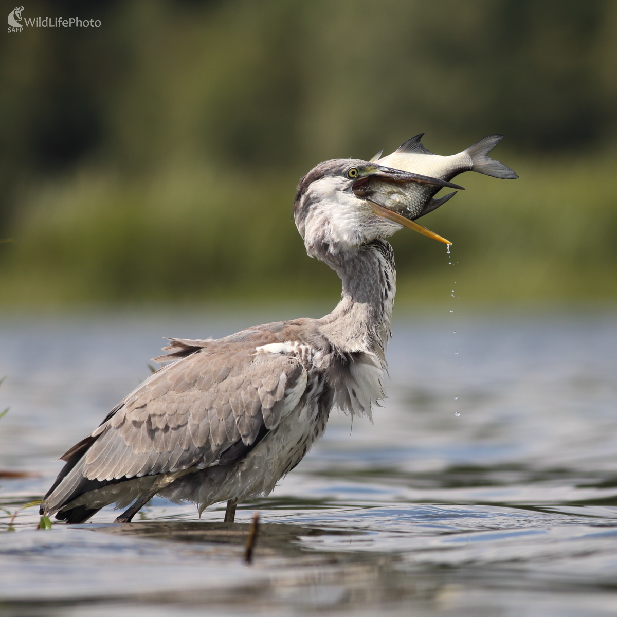 Trochu veľké sústo... (Jaroslav Šubjak)