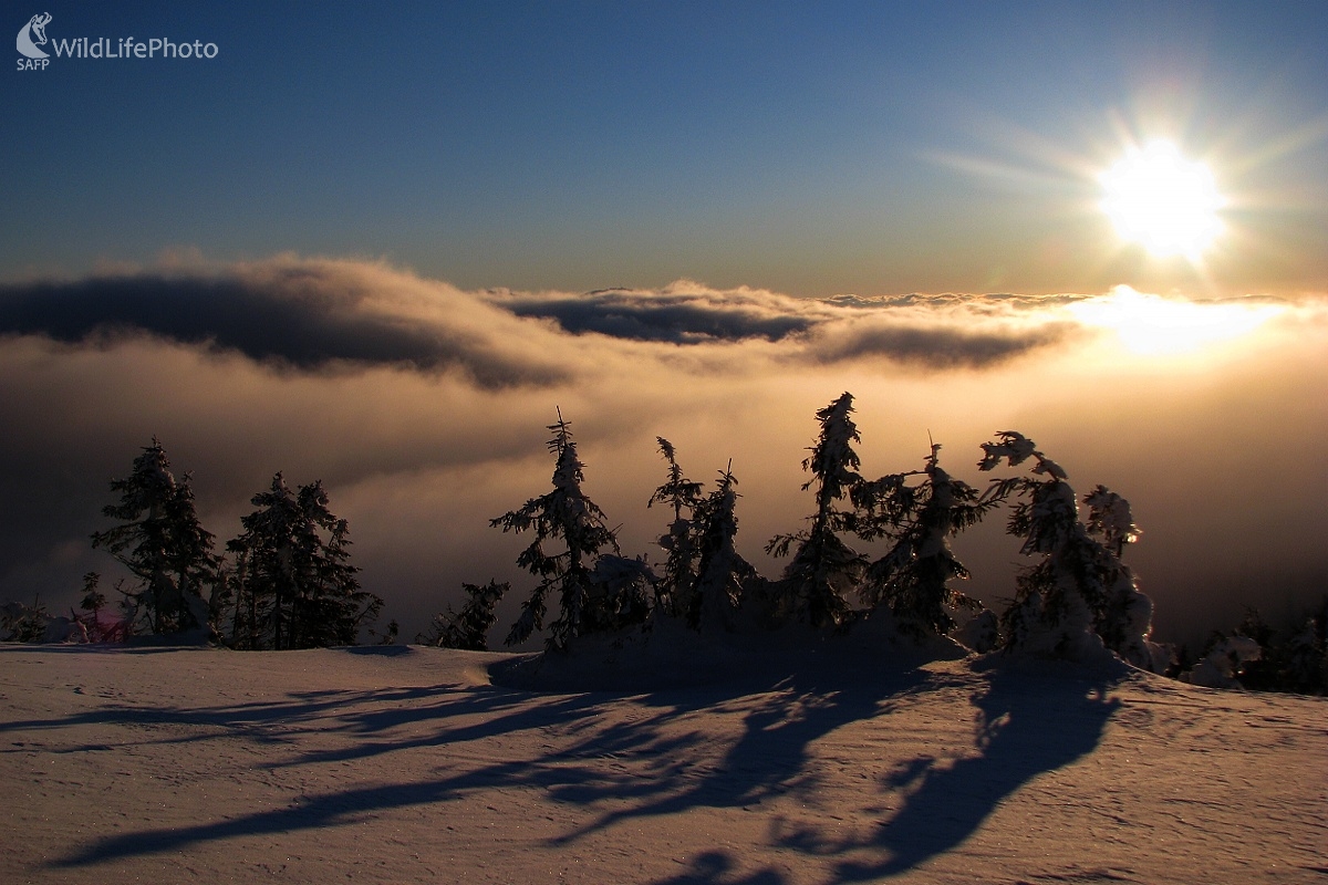 Pod bielou perinou (Michal Žec)