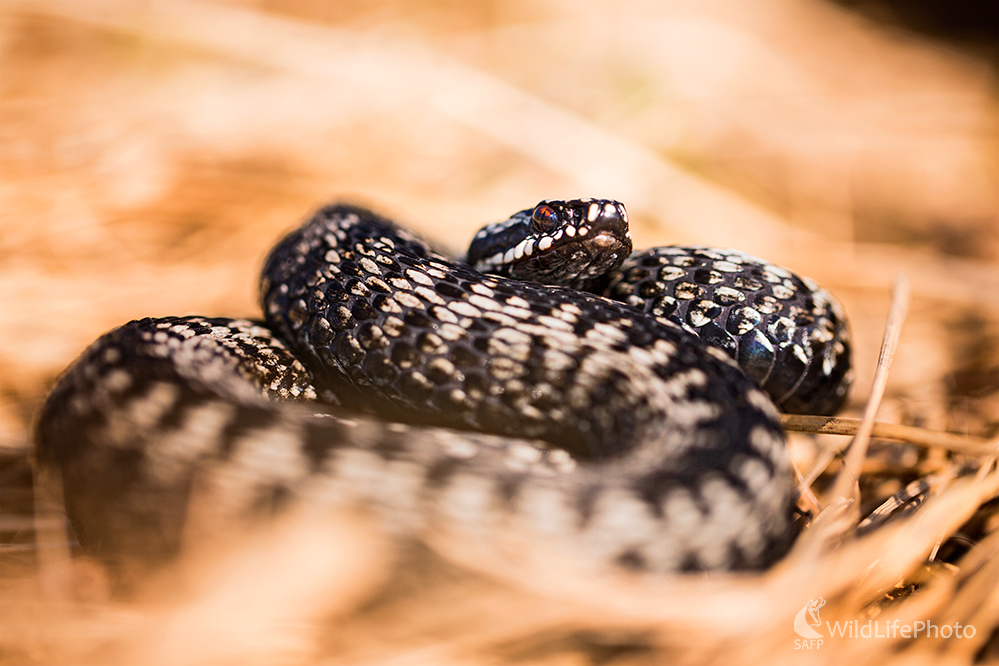 Vretenica severná(Vipera berus)  (Michal Lučanský)