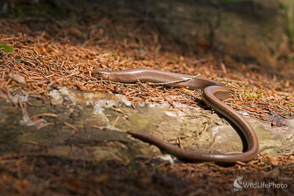 Slepúch lámavý(Anguis fragilis) (Michal Lučanský)