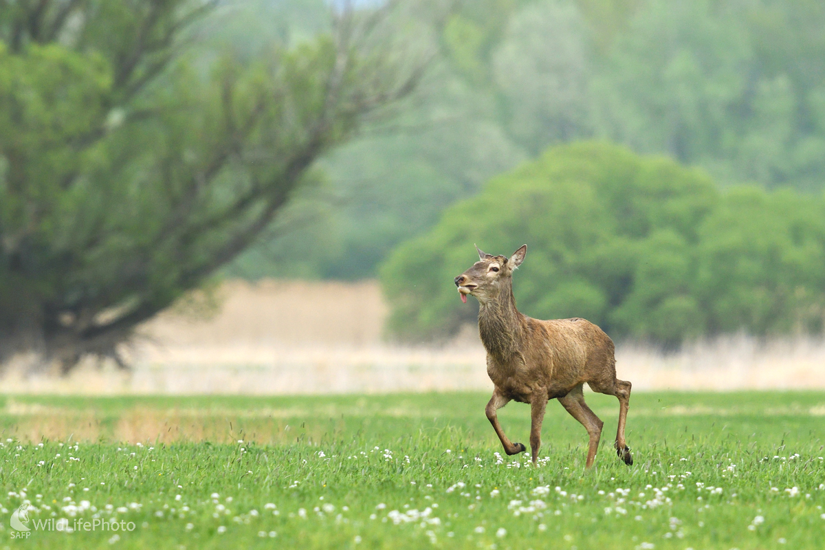Jazykovedný typ jelenej zveri (Marian Zelina)